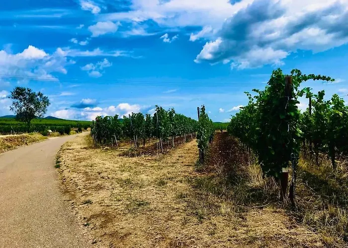 Daire Les Vendanges A Parking Prive *